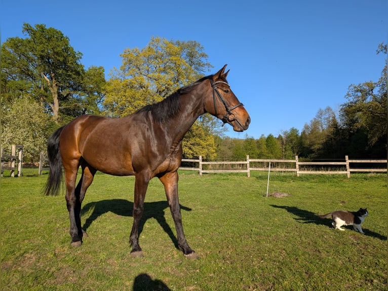 Westfale Stute 6 Jahre 168 cm Brauner in Celle