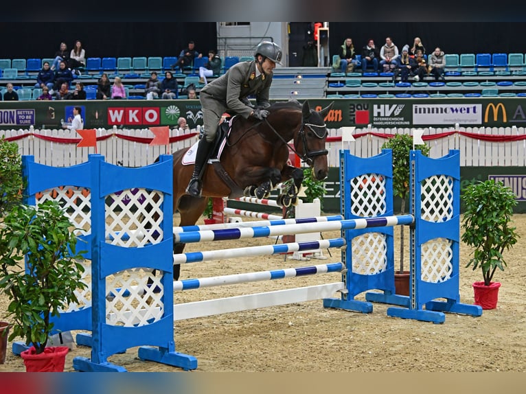 Westfale Stute 6 Jahre 168 cm Brauner in Wien, Leopoldstadt Westfale Stute 6 Jahre 168 cm Brauner in Wien, Leopoldstadt