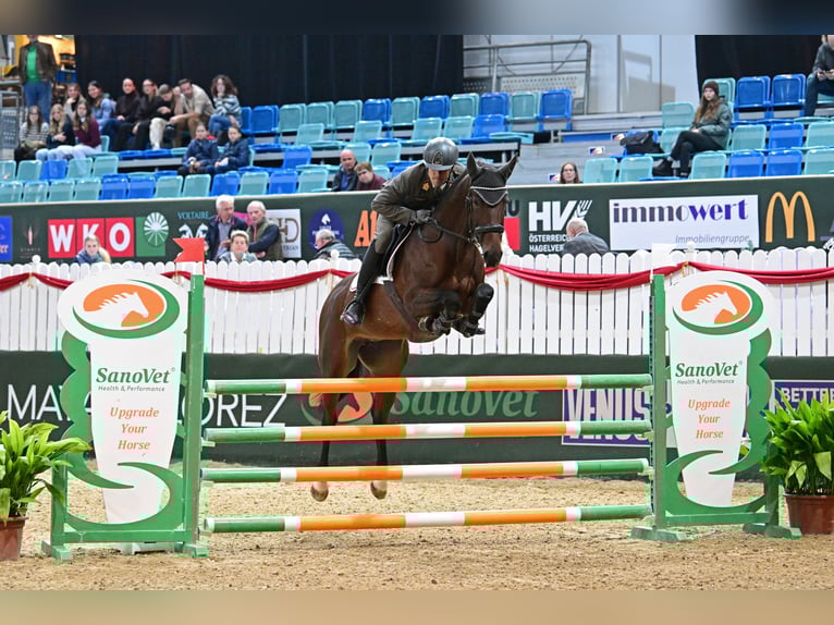 Westfale Stute 6 Jahre 168 cm Brauner in Wien, Leopoldstadt Westfale Stute 6 Jahre 168 cm Brauner in Wien, Leopoldstadt