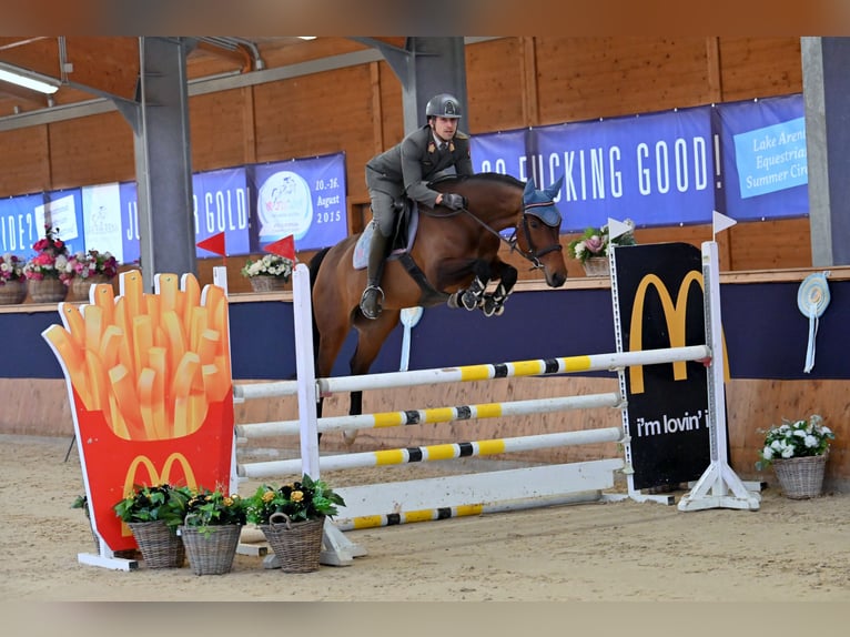 Westfale Stute 6 Jahre 168 cm Brauner in Wien, Leopoldstadt Westfale Stute 6 Jahre 168 cm Brauner in Wien, Leopoldstadt