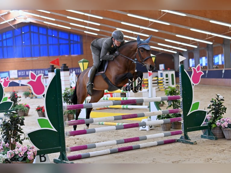 Westfale Stute 6 Jahre 168 cm Brauner in Wien, Leopoldstadt Westfale Stute 6 Jahre 168 cm Brauner in Wien, Leopoldstadt