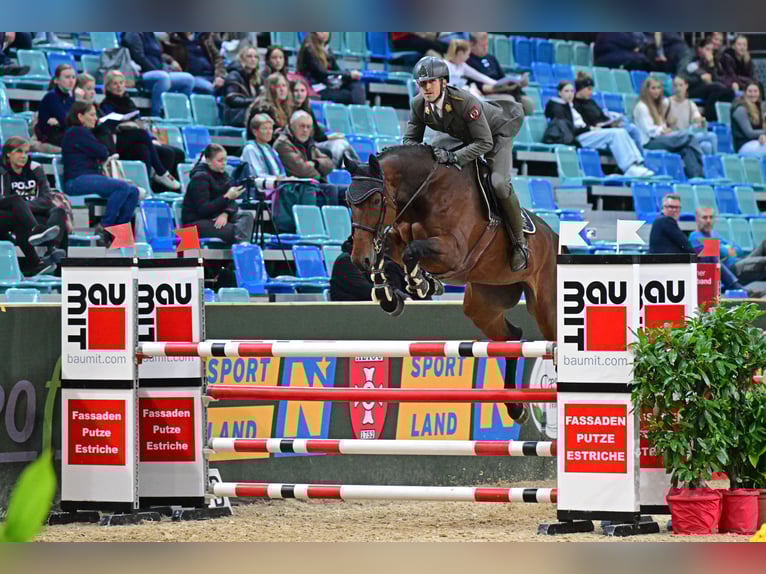Westfale Stute 6 Jahre 168 cm Brauner in Wien, Leopoldstadt Westfale Stute 6 Jahre 168 cm Brauner in Wien, Leopoldstadt