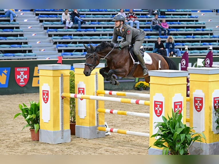 Westfale Stute 6 Jahre 168 cm Brauner in Wien, Leopoldstadt Westfale Stute 6 Jahre 168 cm Brauner in Wien, Leopoldstadt