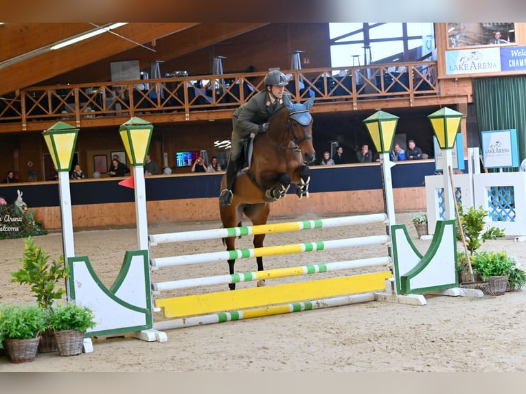 Westfale Stute 6 Jahre 168 cm Brauner in Wien, Leopoldstadt Westfale Stute 6 Jahre 168 cm Brauner in Wien, Leopoldstadt