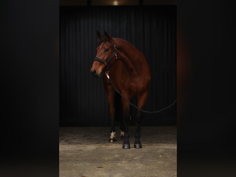 Westfale Stute 6 Jahre 168 cm Brauner in Finnentrop