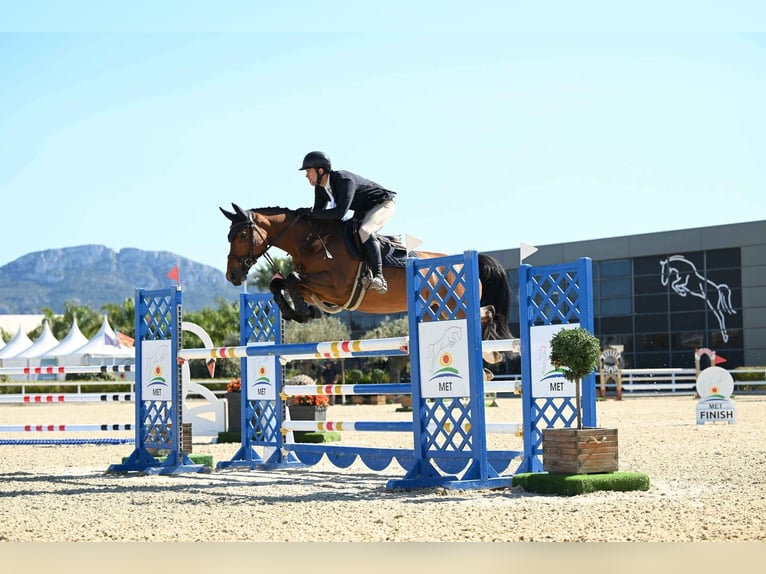 Westfale Stute 6 Jahre 168 cm Brauner in Uedem