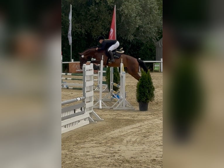Westfale Stute 6 Jahre 168 cm Brauner in Harsewinkel