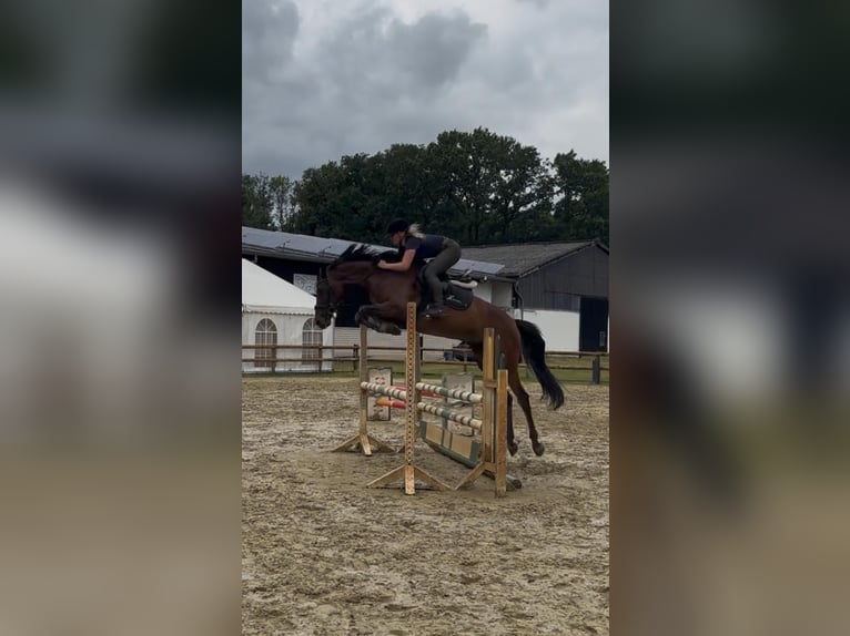 Westfale Stute 6 Jahre 168 cm Brauner in Harsewinkel