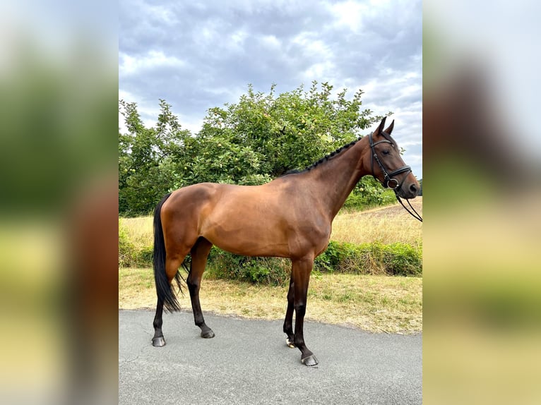 Westfale Stute 6 Jahre 168 cm Brauner in Harsewinkel