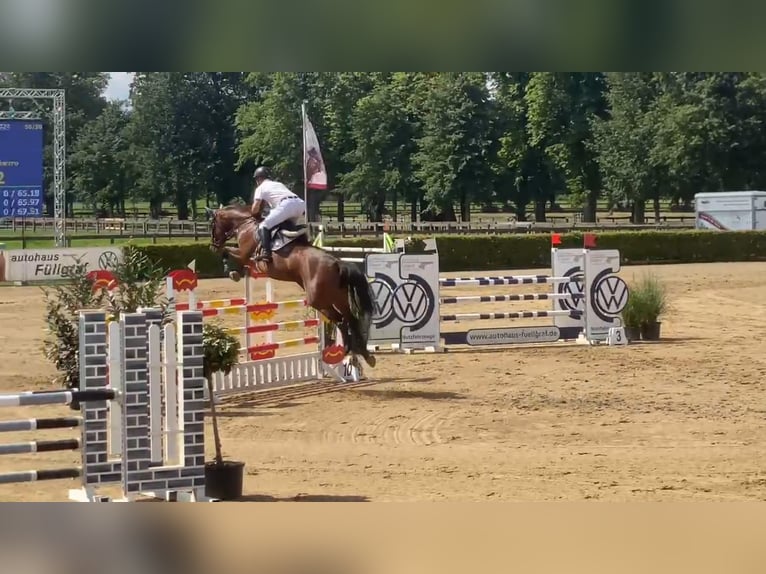 Westfale Stute 6 Jahre 168 cm Brauner in Gadow