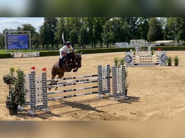 Westfale Stute 6 Jahre 168 cm Brauner in Gadow