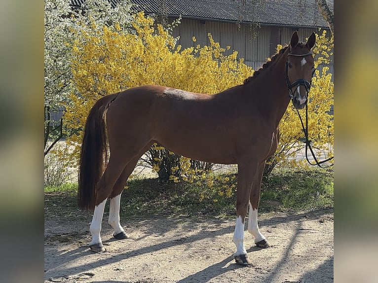 Westfale Stute 6 Jahre 168 cm Fuchs in Darmstadt