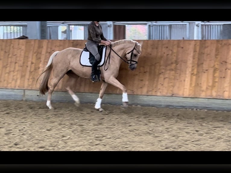 Westfale Stute 6 Jahre 168 cm Palomino in M&#xFC;nster