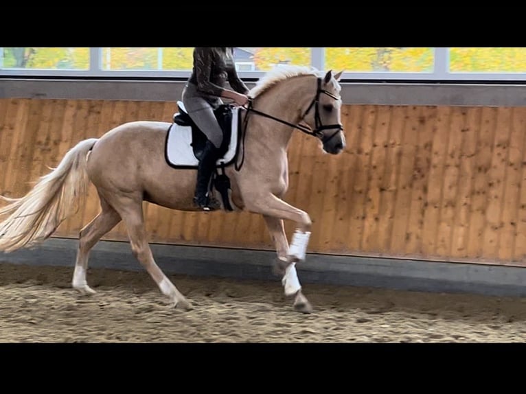 Westfale Stute 6 Jahre 168 cm Palomino in M&#xFC;nster