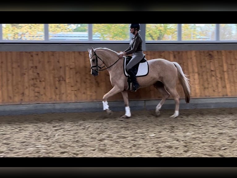 Westfale Stute 6 Jahre 168 cm Palomino in M&#xFC;nster