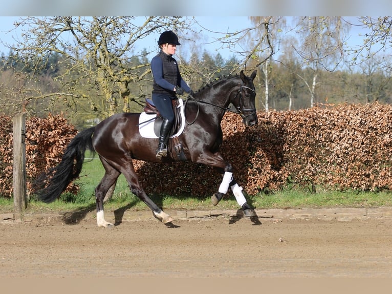 Westfale Stute 6 Jahre 168 cm Rappe in Hörstel