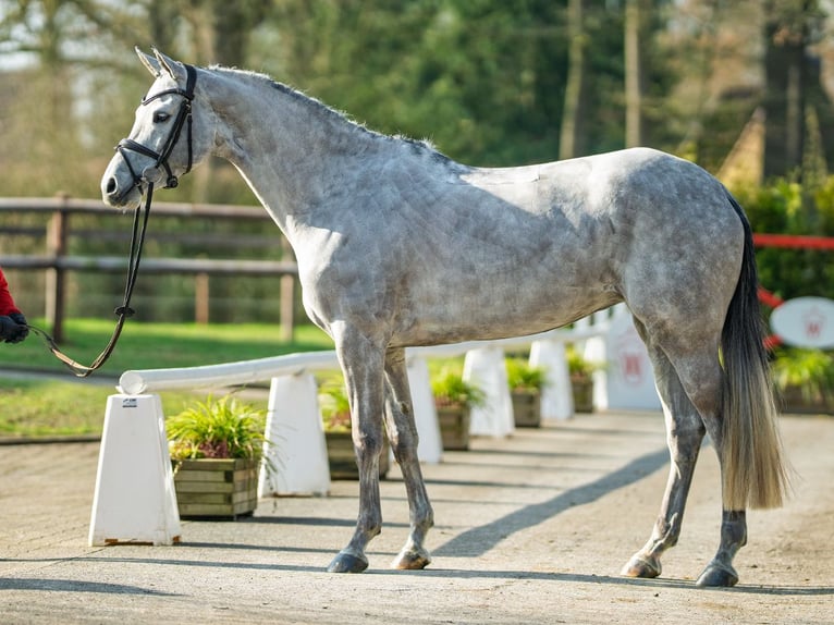 Westfale Stute 6 Jahre 168 cm Schimmel in Münster-Handorf