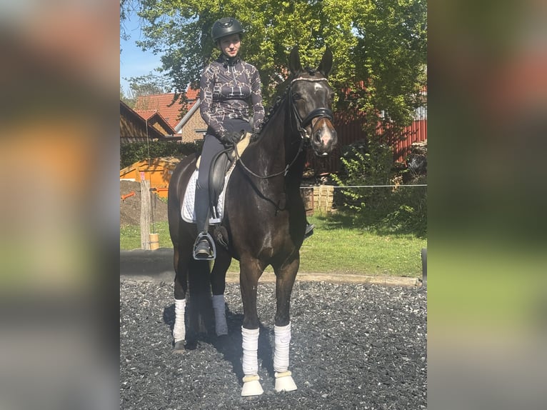 Westfale Stute 6 Jahre 168 cm Schwarzbrauner in Ibbenbüren