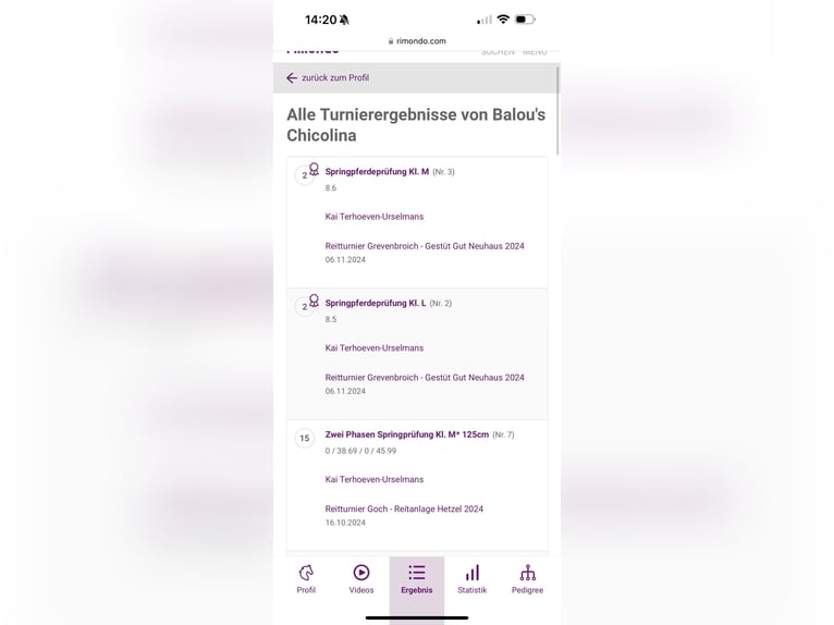 Westfale Stute 6 Jahre 169 cm Brauner in Uedem