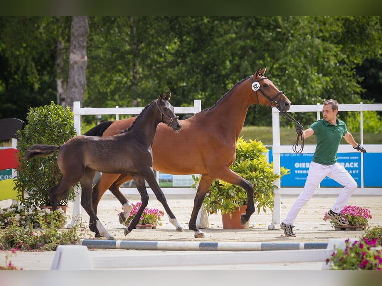 Westfale Stute 6 Jahre 169 cm Brauner in Hamminkeln