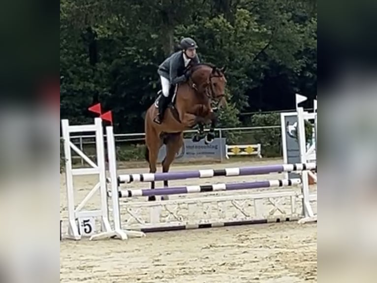 Westfale Stute 6 Jahre 169 cm Brauner in Hamminkeln