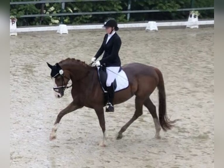 Westfale Stute 6 Jahre 169 cm Fuchs in Dortmund