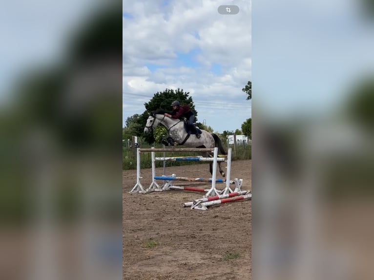 Westfale Stute 6 Jahre 170 cm Apfelschimmel in Havelberg
