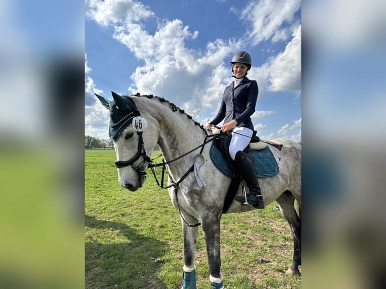 Westfale Stute 6 Jahre 170 cm Apfelschimmel in Havelberg
