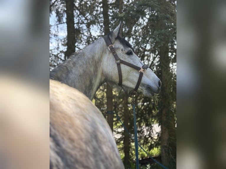 Westfale Stute 6 Jahre 170 cm Apfelschimmel in Havelberg