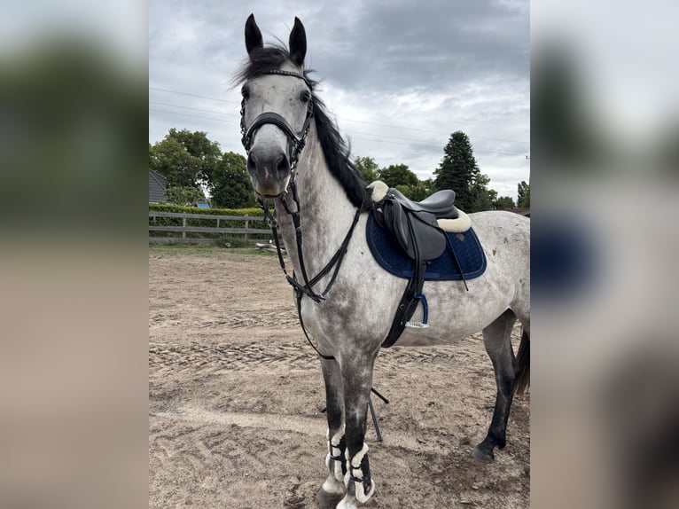 Westfale Stute 6 Jahre 170 cm Apfelschimmel in Havelberg