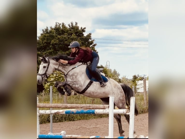 Westfale Stute 6 Jahre 170 cm Apfelschimmel in Havelberg