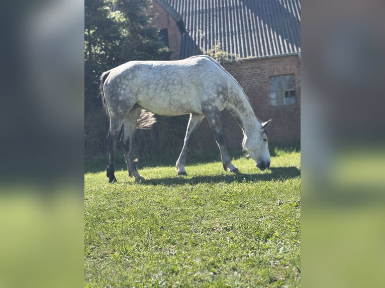 Westfale Stute 6 Jahre 170 cm Apfelschimmel in Havelberg