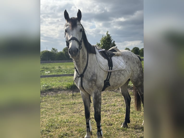 Westfale Stute 6 Jahre 170 cm Apfelschimmel in Havelberg