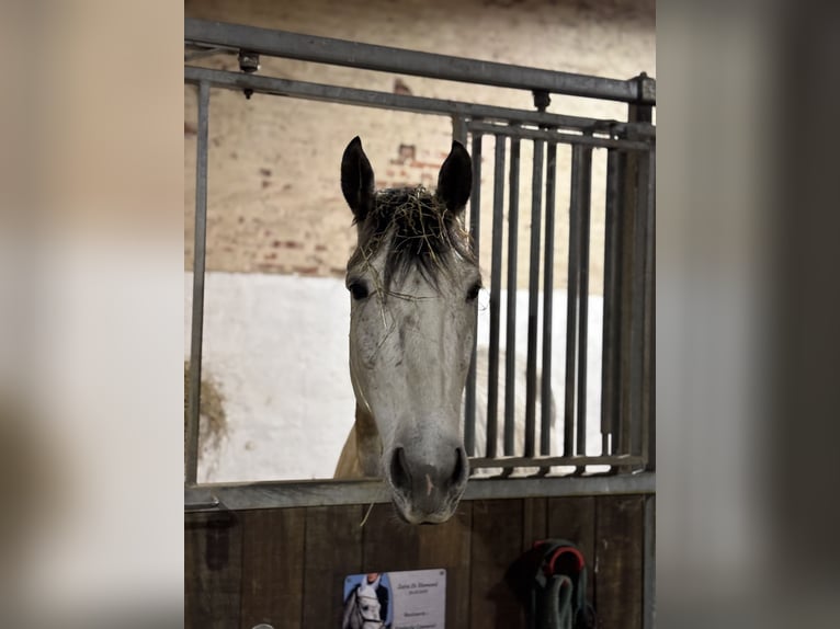 Westfale Stute 6 Jahre 170 cm Apfelschimmel in Havelberg