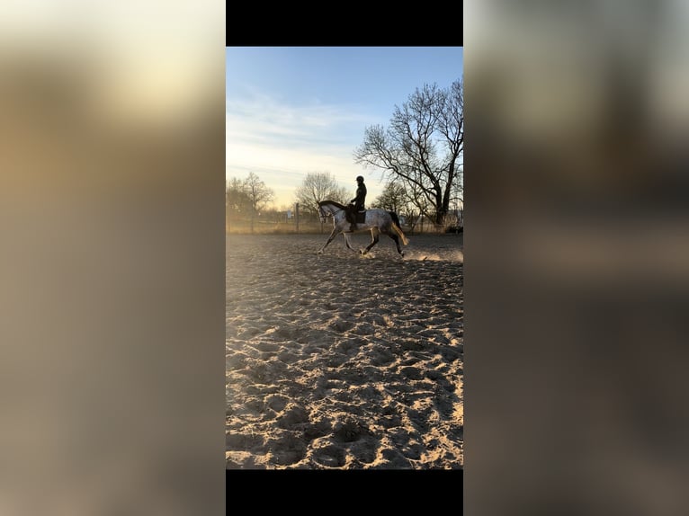 Westfale Stute 6 Jahre 170 cm Apfelschimmel in Havelberg