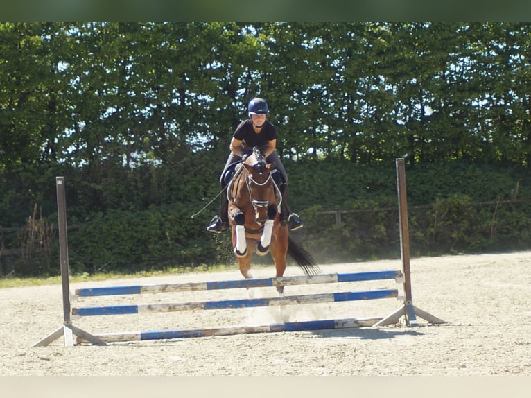 Westfale Stute 6 Jahre 170 cm Brauner in Iserlohn