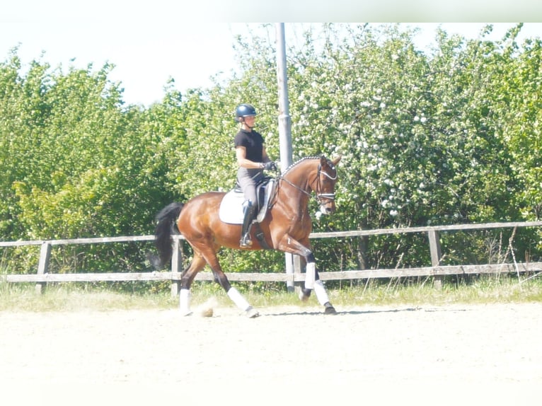 Westfale Stute 6 Jahre 170 cm Brauner in Iserlohn