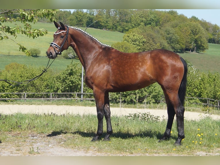 Westfale Stute 6 Jahre 170 cm Brauner in Iserlohn