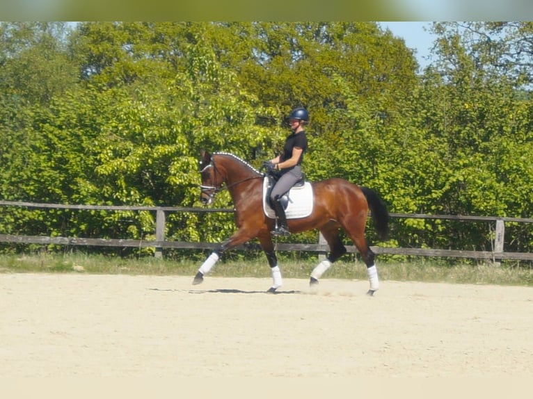 Westfale Stute 6 Jahre 170 cm Brauner in Iserlohn
