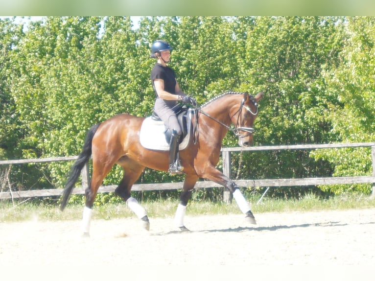 Westfale Stute 6 Jahre 170 cm Brauner in Iserlohn