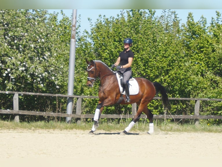 Westfale Stute 6 Jahre 170 cm Brauner in Iserlohn