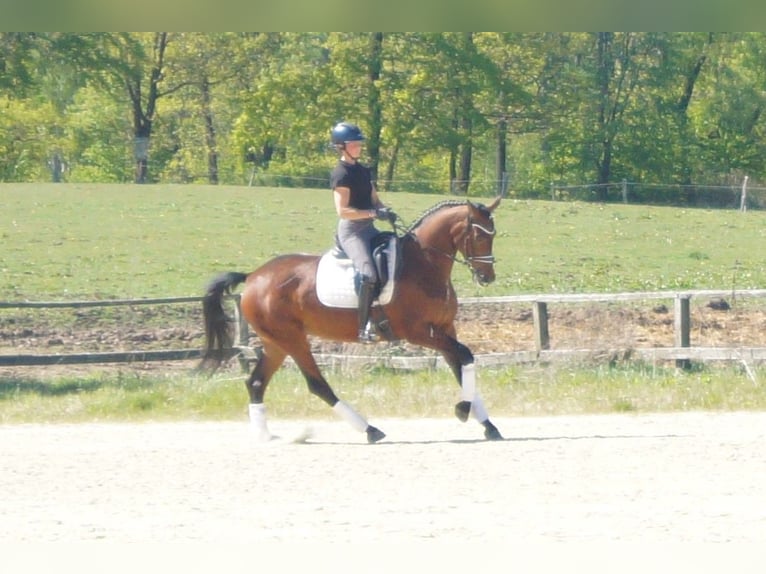 Westfale Stute 6 Jahre 170 cm Brauner in Iserlohn