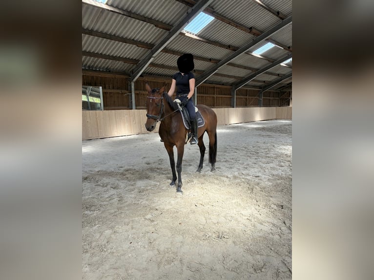 Westfale Stute 6 Jahre 170 cm Brauner in Schotte