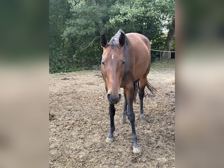 Westfale Stute 6 Jahre 170 cm Brauner in Schotte