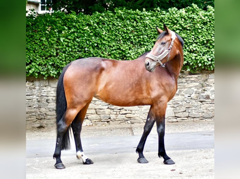 Westfale Stute 6 Jahre 170 cm Brauner in Ratingen