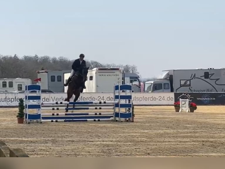 Westfale Stute 6 Jahre 170 cm Dunkelbrauner in Rimsting