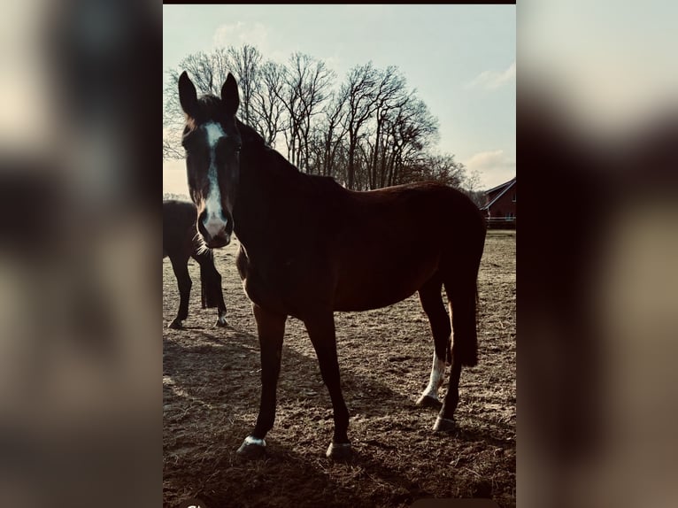 Westfale Stute 6 Jahre 170 cm Dunkelbrauner in Borken Westfale Stute 6 Jahre 170 cm Dunkelbrauner in Borken
