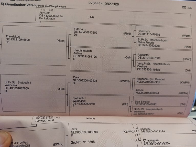 Westfale Stute 6 Jahre 170 cm Schwarzbrauner in Lüdinghausen