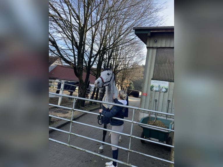 Westfale Stute 6 Jahre 172 cm Apfelschimmel in Bad Dürrheim