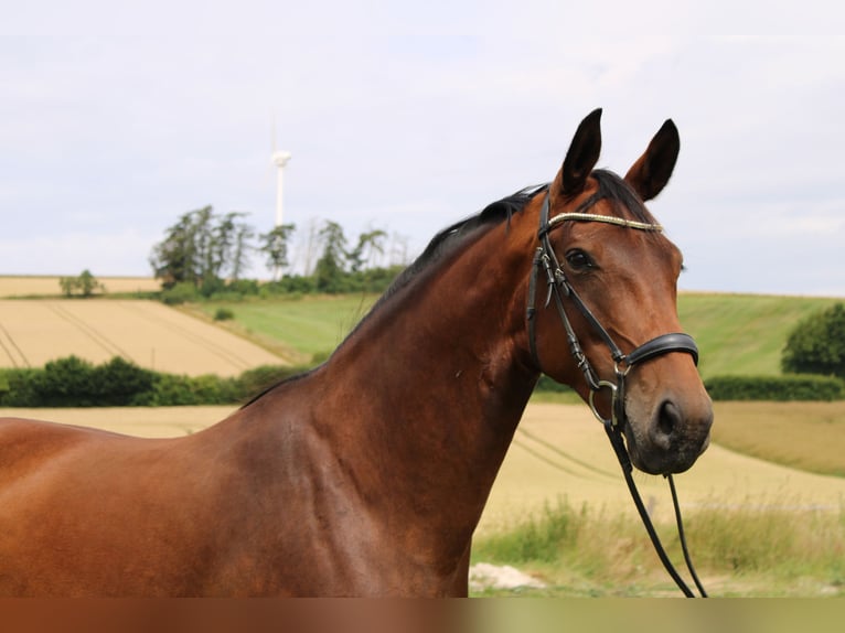 Westfale Stute 6 Jahre 172 cm Brauner in Beverungen
